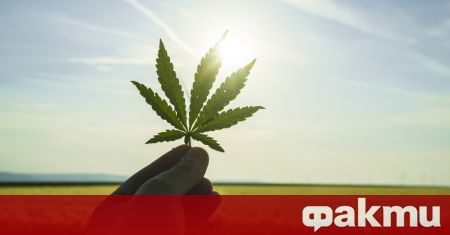 Германското правителство проправи днес път за легализиране канабиса но въпреки