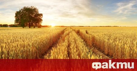 Русия преустановява участието си в сделката за зърно след терористично