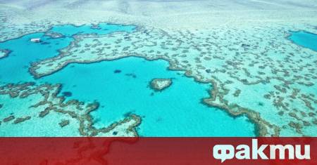 Големият бариерен риф в Австралия понася най мащабното избелване регистрирано