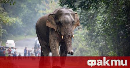 Инцидент с турист който се опита да заснеме селфи със