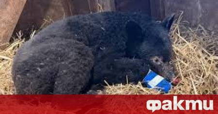 Черно мече бе спасено в Канада след като пожар наруши