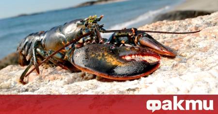 Изненадваща находка край Несебър озадачи българските учени – омар с