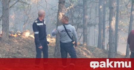 Голям пожар е избухнал в борова гора между харманлийските села