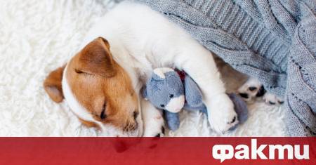 Все по често младите хора в западния свят заменят родителството с