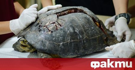 Бременна морска костенурка оцеля след нападение от акула и седемчасова