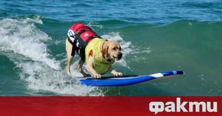 В Калифорния се проведе Световното първенство по сърф за кучета
