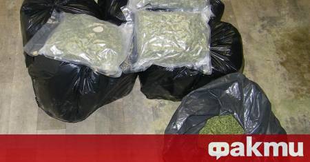 Полицията във Враца откри близо половин килограм канабис укрит в