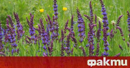 Преди обед ще бъде предимно слънчево а след това ще