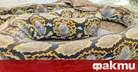 Guinness World Records официално призна гигантски мрежест питон с името