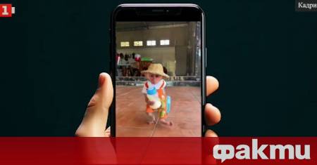 В интернет се предлагат обучени и сладки маймунки – с