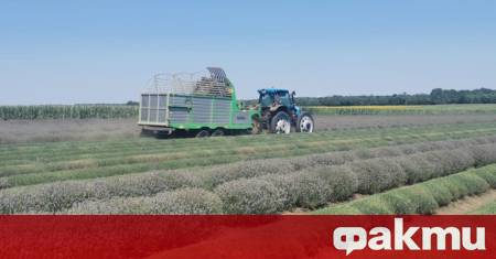 Лилавият цвят на лавандулата безспорно е сред най впечатляващите гледки