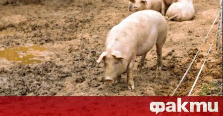 В момента няма огнища на Африканска чума по свинете в