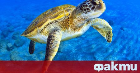 Най малко 30 зелени морски костенурки са открити мъртви край плаж