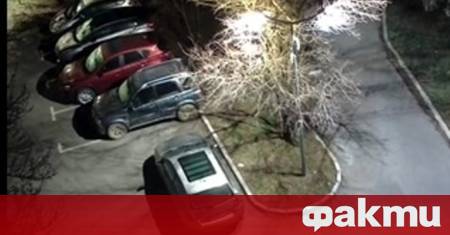 Открадната е една от елхичките засадени за Коледа в обществени