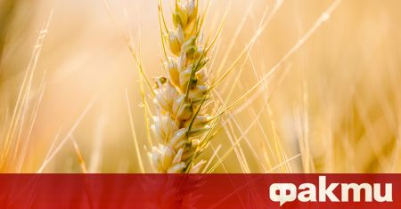 Въпреки рекордната реколта от пшеница която се очаква в Русия