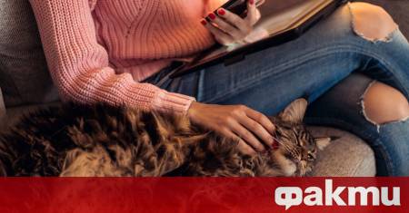 Ако имате котка и забележите че тя ви следва навсякъде