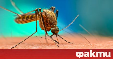 Комарите са двукрили насекоми които са достатъчно големи за да
