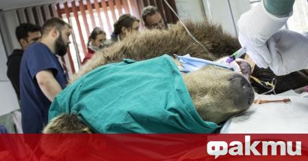 Една от мечките в столичния зоопарк пострада и се озова