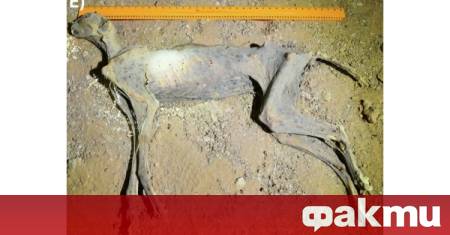 Естествено мумифицирани добре запазени останки от гепард са открити в