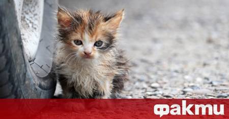 Истинска спасителна драма се разигра в Калифорния след като бездомно