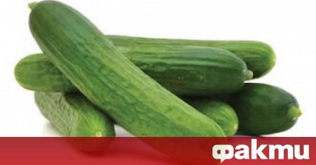 Вносните краставици на едро са с 43 по евтини от българските