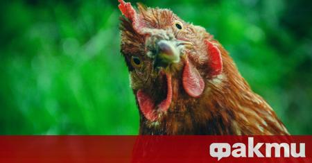 Странен случай на 54 годишна жена която се мислела за кокошка