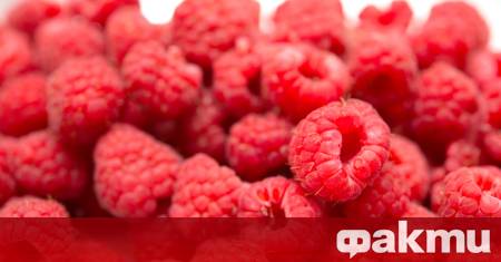 Малината несъмнено е един от най обичаните летни плодове – със