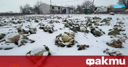 В покрайнините на Кнежа една нива изпълнена с качествена продукция