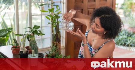 Почивката не трябва да означава изсъхнали цветя и загубени стайни