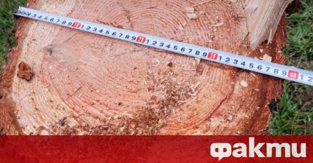 Вандалско отсичане на дърво скандализира плевенското село Гулянци. 17-метрова елха