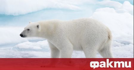 Полярна мечка нападна къмпинг в понеделник в отдалечените арктически острови