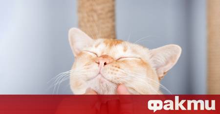 Учени от Германия и Италия са открили че мъркането на