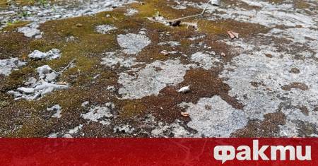 Палеонтолози откриха в китайската провинция Хубей най старите фосилни доказателства че