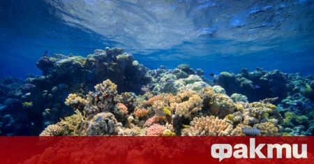 Край египетския бряг дълъг коралов риф сияе в хиляди цветове