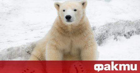 Метална кутия, заседнала в устата на полярна мечка в Красноярския