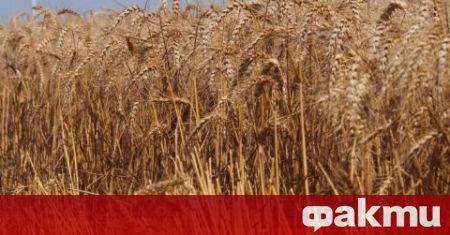 Около 5 8 млн тона пшеница ще бъдат произведени в България