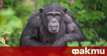Най-старото шимпанзе в Гвинея почина, предаде АФП. Шимпанзето е било
