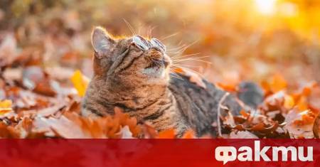 След полунощ в низините и около водните басейни отново ще