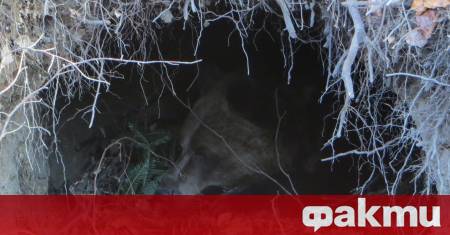 На прага на зимата обитателите на Парк за мечки Белица