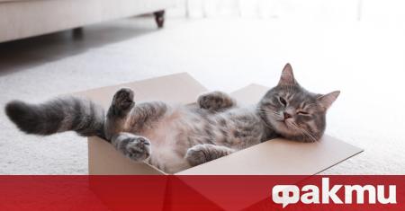 Тунизийска котка се озова в Германия след като се оказала