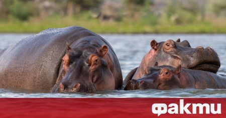 Група от около 100 хипопотама наследници на животните отглеждани от
