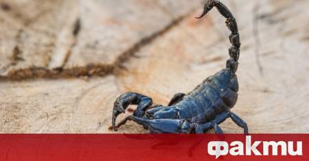 Едно отровно създание от амазонската джунгла може да се окаже