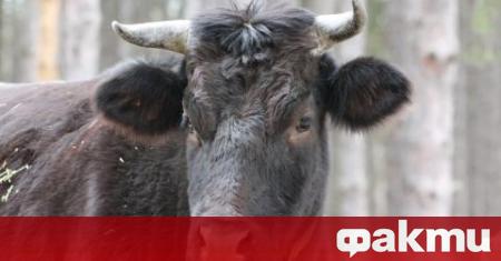 Българска агенция по безопасност на храните взе проби от кравите