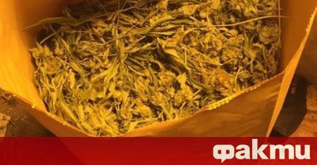 Полицията разкри домашна оранжерия за марихуана в София. В жилище