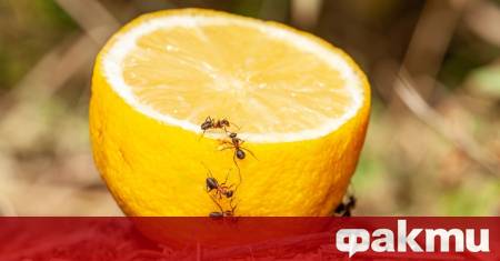 Южнокорейската прокуратура поиска една година лишаване от свобода за шеф
