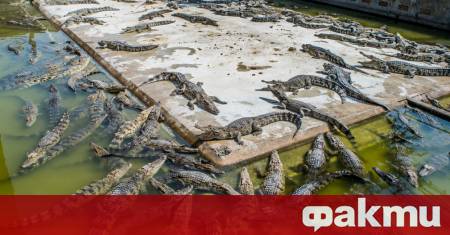 В изоставена ферма за крокодили в Израел милостиво убиха 200