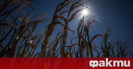 Жътвата на царевица в Европейския съюз е в разгара си