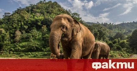 Стадо диви азиатски слонове привлече вниманието на света с дългото