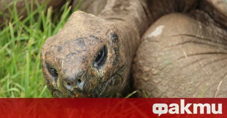 190 годишната костенурка на име Джонатан стана най старата костенурка и въпреки