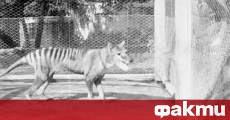 Австралийски учени се готвят да клонират изчезналия тасманийски вълк известен